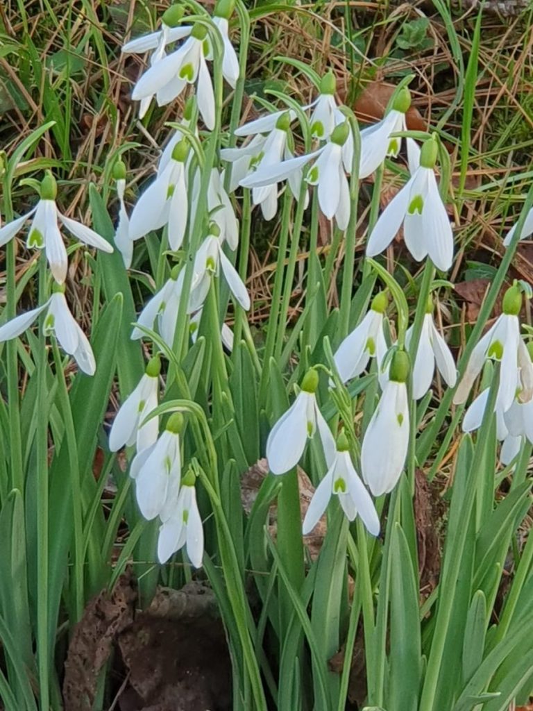 Schneeglökchen